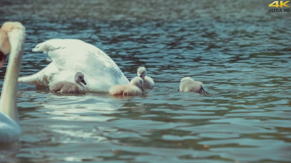 Two white patents swan swims and feeding kids, reflecting waved water of lake around