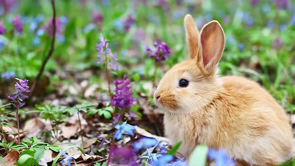 Small Easter Red Fluffy Rabbit with Cute Ears