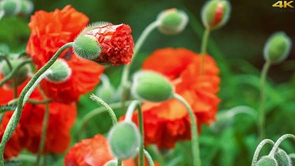 Focus on Bud of Decorative Red Poppy Flower in Spring Day