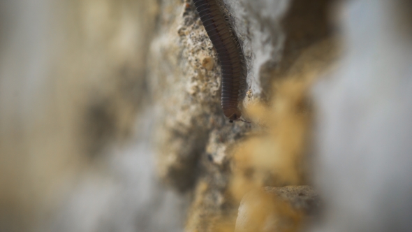 Abomination And Fear Of Insects. Millipede Crawling On a Stone