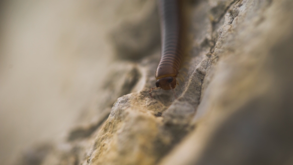 Millipede Crawling On a Stone