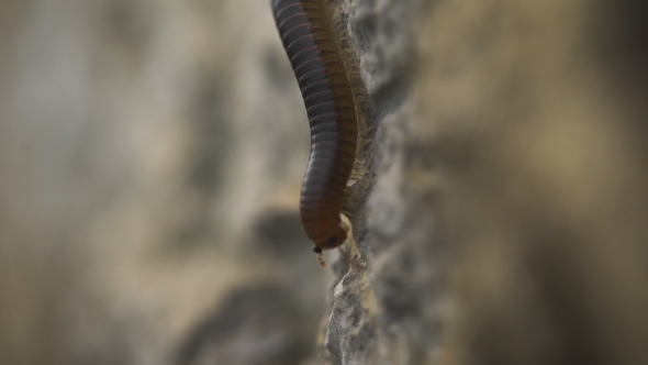 Abomination And Fear Of Insects. Millipede Crawling On a Stone,
