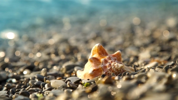 Conch Shell On The Pebble Beach
