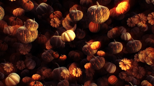 Pumpkins Background