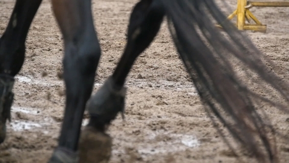 Feet Of Horse Running On Mud