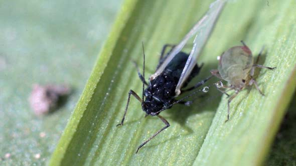 Aphids and Small Fly on Grass