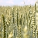 Wheat Field In The Summer - VideoHive Item for Sale