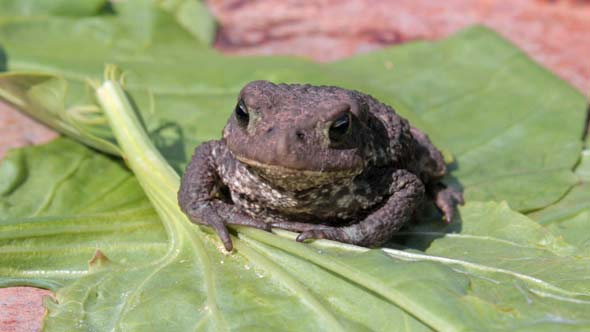 Toad on Green Leaf of Plant