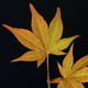 Maple Leaf - VideoHive Item for Sale