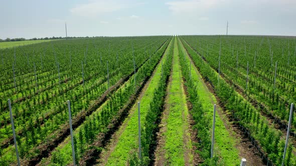 Planting Fruit Trees From a Bird's Eye View