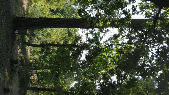 Vertical Video of Green Forest By Day