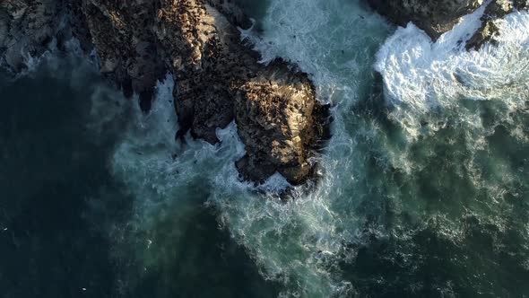 Huge Colony Of Patagonian Sea Lions On Rugged Coastline In Southern Chile. Aerial Drone Ascending