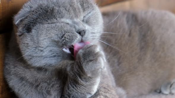 British Cat Washes Its Paw