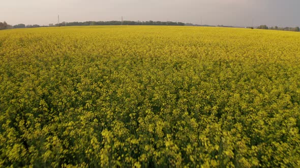 Drone view of rapeseed fields