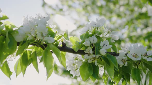 Blooming Apple Tree Branches with White Flowers and Green Leaves on a Sunny Day