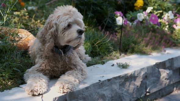 Blonde Puppy Dog Pet Sniffs Fresh Air in Colorful Green Flower Garden, Fixed Slow Motion in Soft Foc