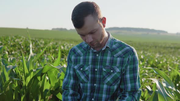 A Young Farmer Agronomist with a Beard in the Middle of the Field Examines the Leaves of Corn