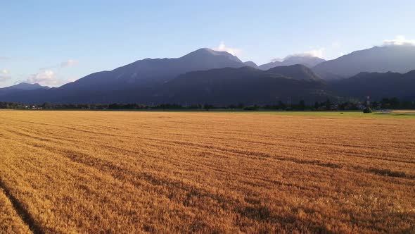 Wheat field in the summer