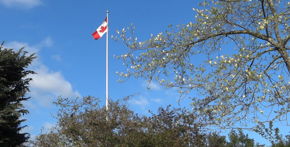 Canada Flag and Spring Trees