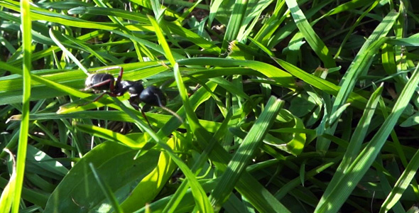 Ant in Grass