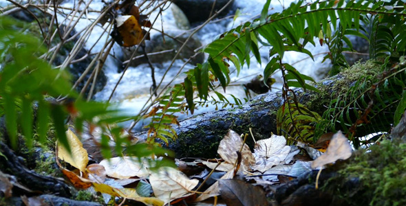 Mountain River - Autumn Plants - 01