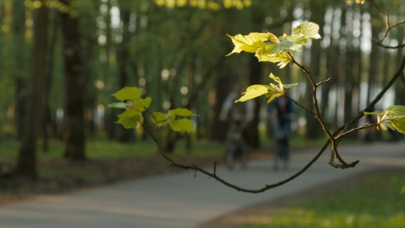 Blurred Background Of People Activities In Park With Bokeh, Spring And Summer Season