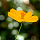 Yellow Cosmos Flower Swaying In The Wind - VideoHive Item for Sale