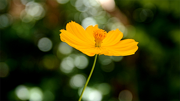 Yellow Cosmos Flower Swaying In The Wind