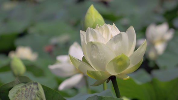 Lotus Flower