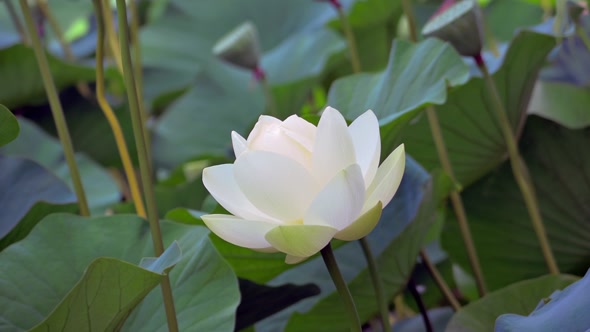 Lotus Flower