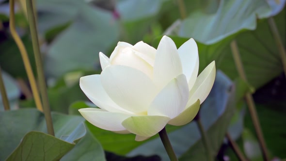 Lotus Flower