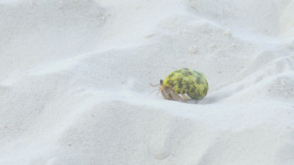 Hermit Crab Crawling on the Sand