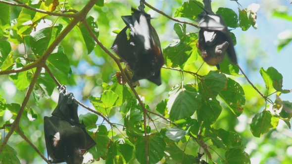 Flying Fox Hangs On a Tree Branch And Washes