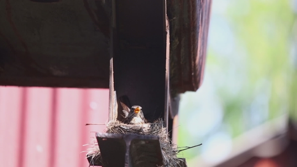 Female Fieldfare On The Nest