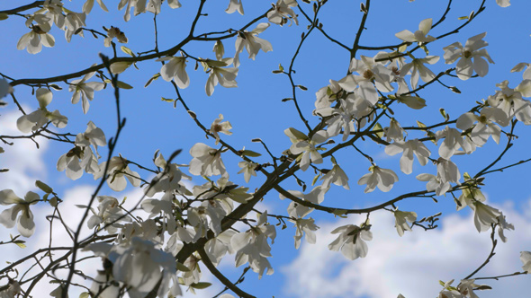 Blooming Magnolia Tree with Blue Sky