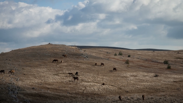 Horses Grazing In a Field