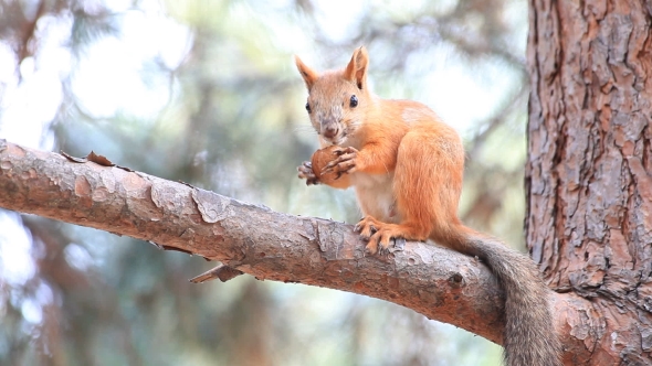 Squirrel Sitting On a Branch And Gnawing a Nut