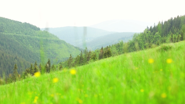 Freshly Grown Green Grassed Field