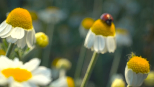 Ladybug Washing