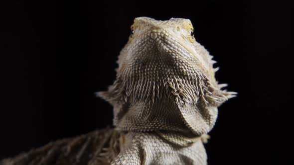 Pogona Vitticeps Bearded Dragon Macro