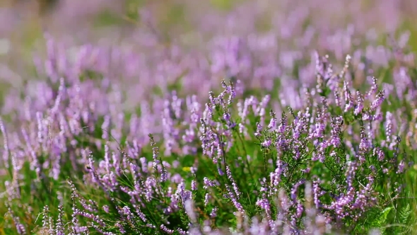 Calluna Vulgaris (Heather) Bush Flapping In Wind,  View