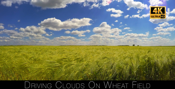 Driving Clouds On Wheat Field