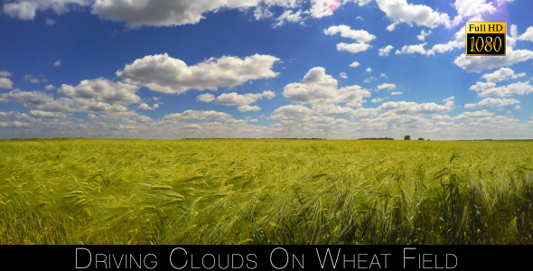 Driving Clouds On Wheat Field