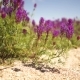 Purple Flowers Swaying In The Wind - VideoHive Item for Sale