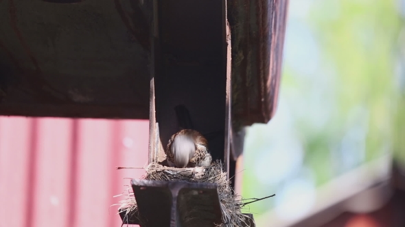 Female Fieldfare On The Nest