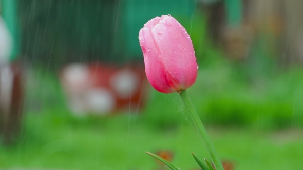 Pink Tulip Flower Under Rain