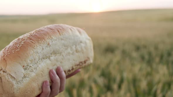 Male Hand Holds a Loaf of Bread with Wheatear on Field Background