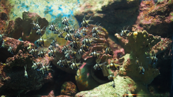 Aquarium Fishes