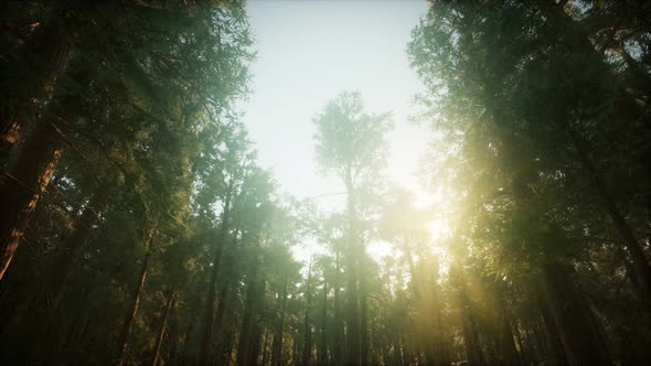 Redwood Forest Foggy Sunset Scenery