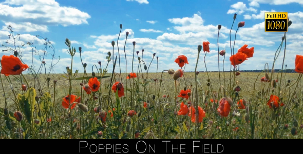 Poppies On The Field 3